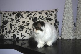 f9b82c363a1f947d8b4b17a1a30fc053515c76ed