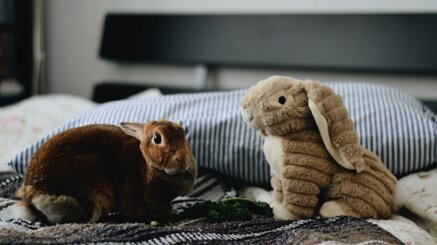 51855f9df078fe3e495882ac61fdba1805cb6f4d