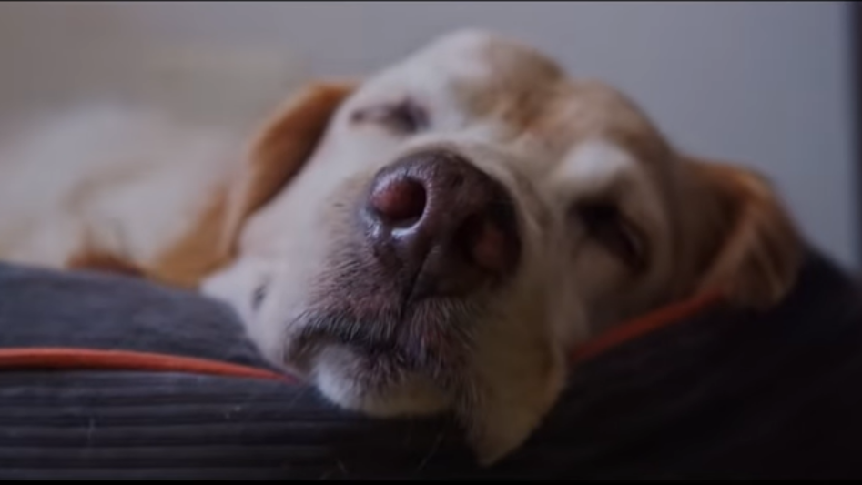 è lui, la star è lui, la star