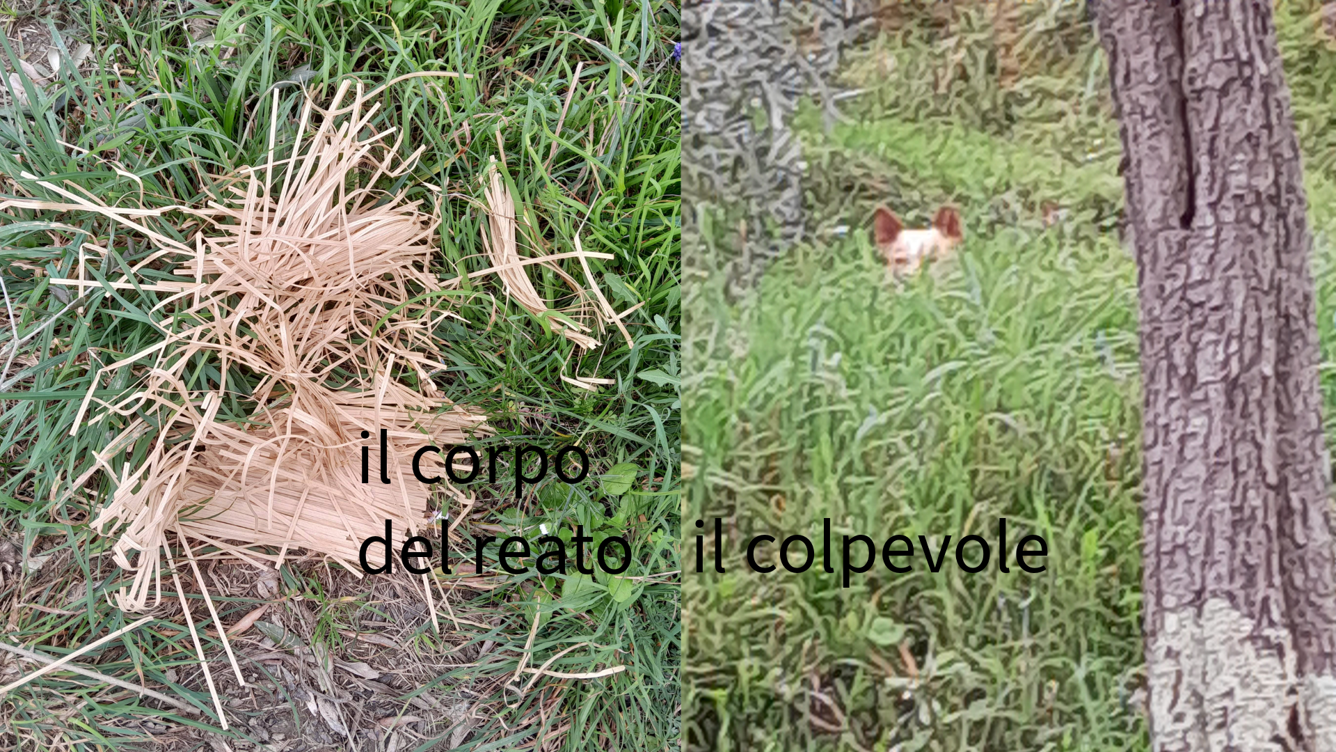no save list 6. il colpevole