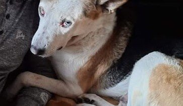 si può essere amici anche senza essersi mai annusati [dedicato]