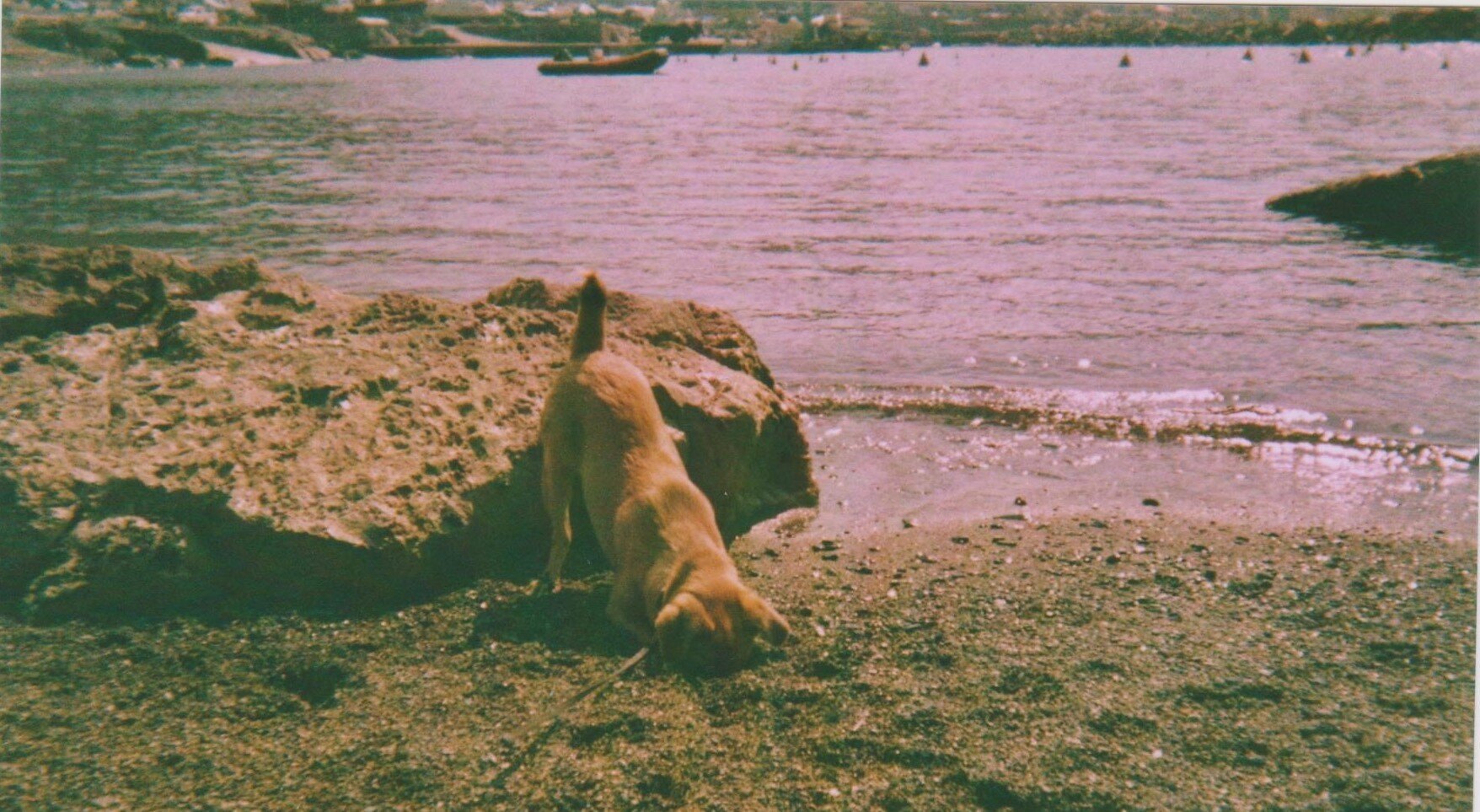 dialogo di fine anno sotto la scrivania dell'autore