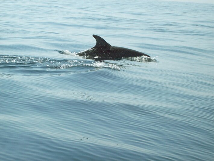 maja7777-dolphins-808885_1920.jpeg