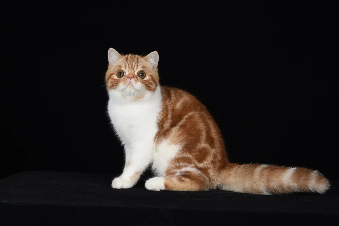 gatto-esotico-foto-di-francesco-spadafora-4