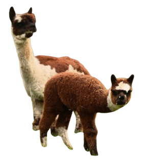 img_20250125_111214835_portrait-removebg-preview