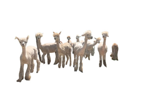 img_20250602_125921353-removebg-preview img_20250602_125921353-removebg-preview