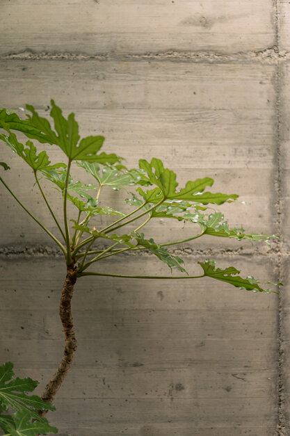 foto casa vivaio-urbana production-leggere-21.jpeg foto casa vivaio-urbana production-leggere-21.jpeg