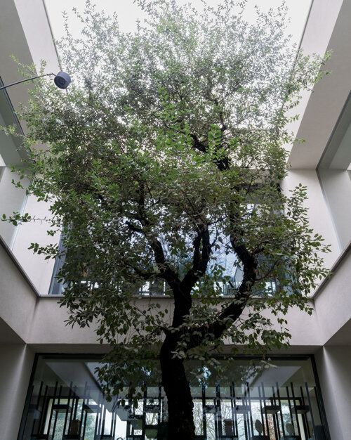 29-house p-marco carini-patio moderno con albero.jpeg