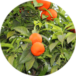 00ad0606c82359aaba0f9dc36b40982d6b1bd3bc