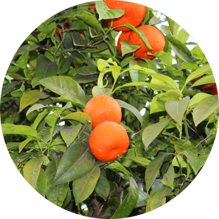 00ad0606c82359aaba0f9dc36b40982d6b1bd3bc