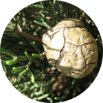 22a67b45942a6c1af3dda8b37ba869227637c820