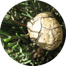 22a67b45942a6c1af3dda8b37ba869227637c820