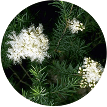 39cc2e5382b230273652e1b1e41a8081db76dedd