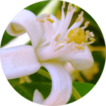 472591c5b5bdc145fb265bcadb0a36a48cc56857