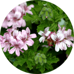 608165ba5a1653b2aa95ecb17490e2a4d2e8262a