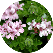 608165ba5a1653b2aa95ecb17490e2a4d2e8262a