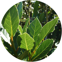 622cf3947952f650763fa018575d48e15dc33f13