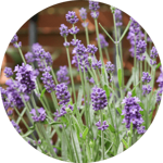 9708e9bfadcb4f2e765d24af10db912a89647d7b