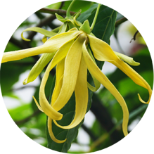 ylang
