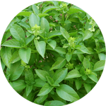 ecd68fc5e958c61a663b6d95f1af300ecd4bd191