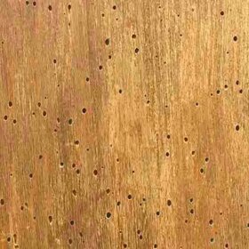eliminazione tarli dal legno eliminazione tarli dal legno