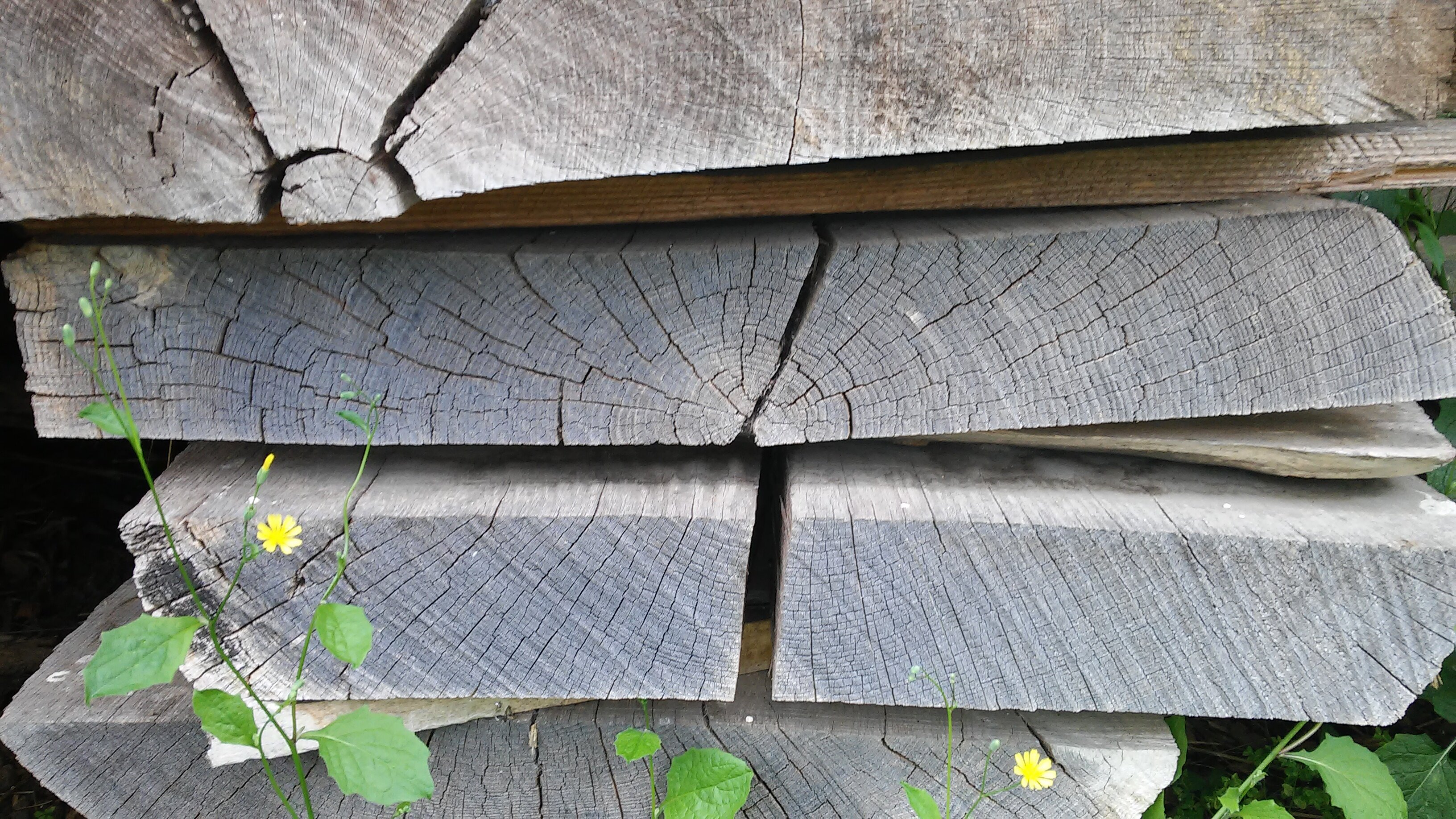 Sussurri di Legno e il Respiro del Tempo