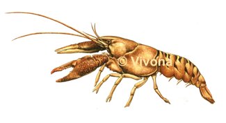 austropotamobius2000p.jpeg