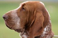 155fe7d5dfc23a50e70ac5c4d56ad1f6edff5db7