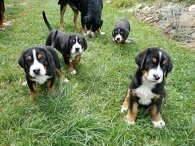 42f99c76a1c5a852d2db456f25caef3c3bab2c36