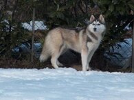 54a52d28d12536bdfc4b6e309094ef5a652c4813