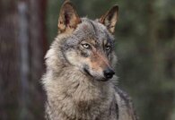 5b32de87424c1894a4ed48fc090d18bc2c2efc5c