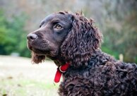 91870aa2aaa6891ea86ba06f4418637ca3cbd793