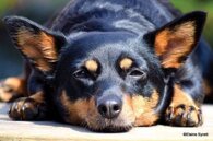 ae20314ec1a2b613b1cb3f3baea2b8ee6553929e