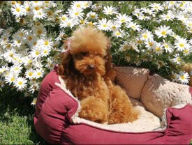 d77ee747562beb541d5a7574befad6755e872c62