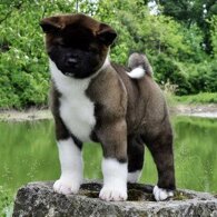 e88297c859972ccf387af09c475d028503b28f97