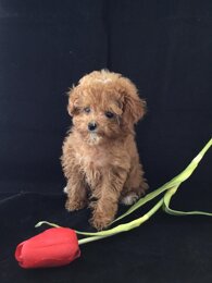 f53fa4ce514ea625b93c496fa8bbf0d05da49087.jpeg f53fa4ce514ea625b93c496fa8bbf0d05da49087.jpeg