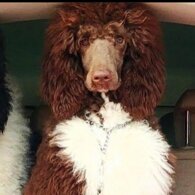 fa3565ea73b305d96364d8dd4eb53e12125ed6a5.jpeg fa3565ea73b305d96364d8dd4eb53e12125ed6a5.jpeg