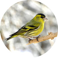 21f0785f6cfb45c174f9070b5a1e2e4cf2e90514