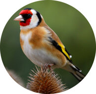 73c494cce0a12e110316bbf7cbe7044c1451d0f2