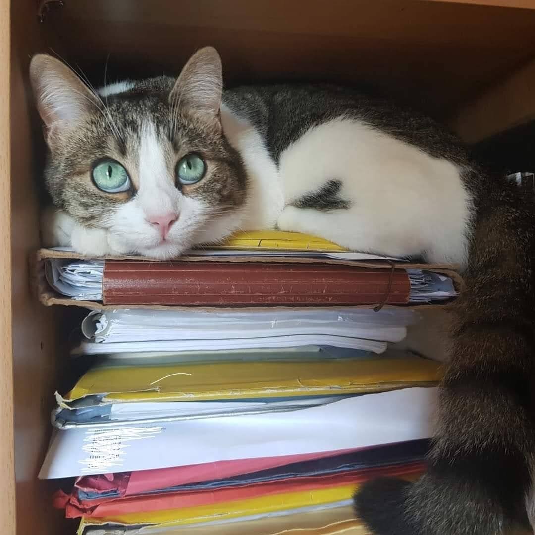Gatta Lisa sopra una pila dl cartelle