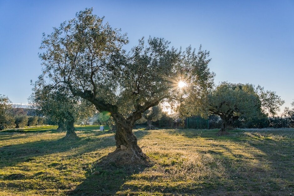 olivo-olivi-ulivi-olivicoltura-by-davidboixo-adobe-stock-750x500.jpeg olivo-olivi-ulivi-olivicoltura-by-davidboixo-adobe-stock-750x500.jpeg