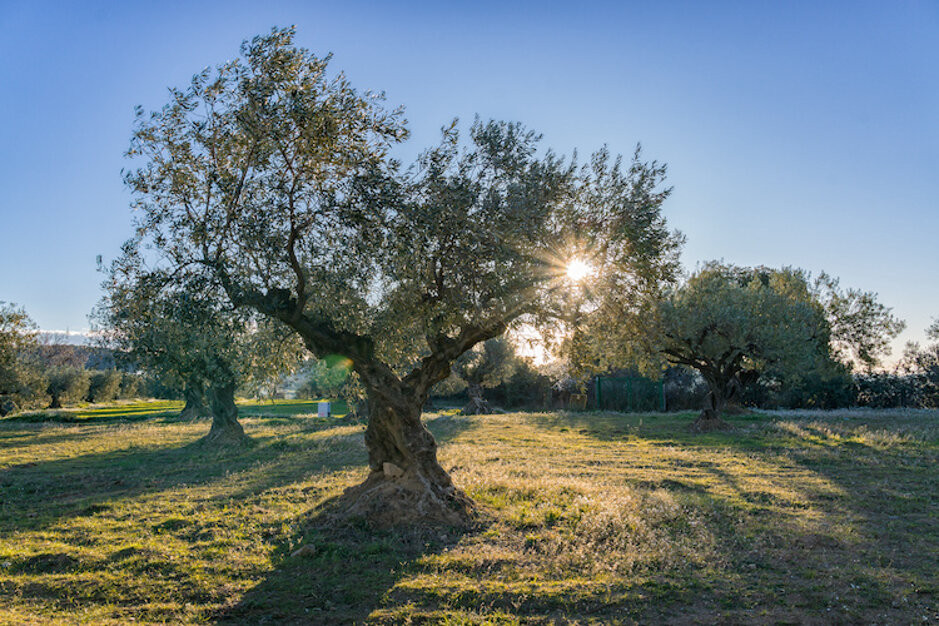 olivo-olivi-ulivi-olivicoltura-by-davidboixo-adobe-stock-750x500.jpeg olivo-olivi-ulivi-olivicoltura-by-davidboixo-adobe-stock-750x500.jpeg