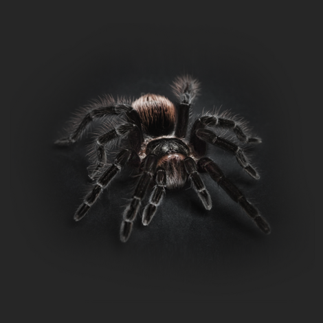 ka%20rosso%20sfondo%20nero ka%20rosso%20sfondo%20nero