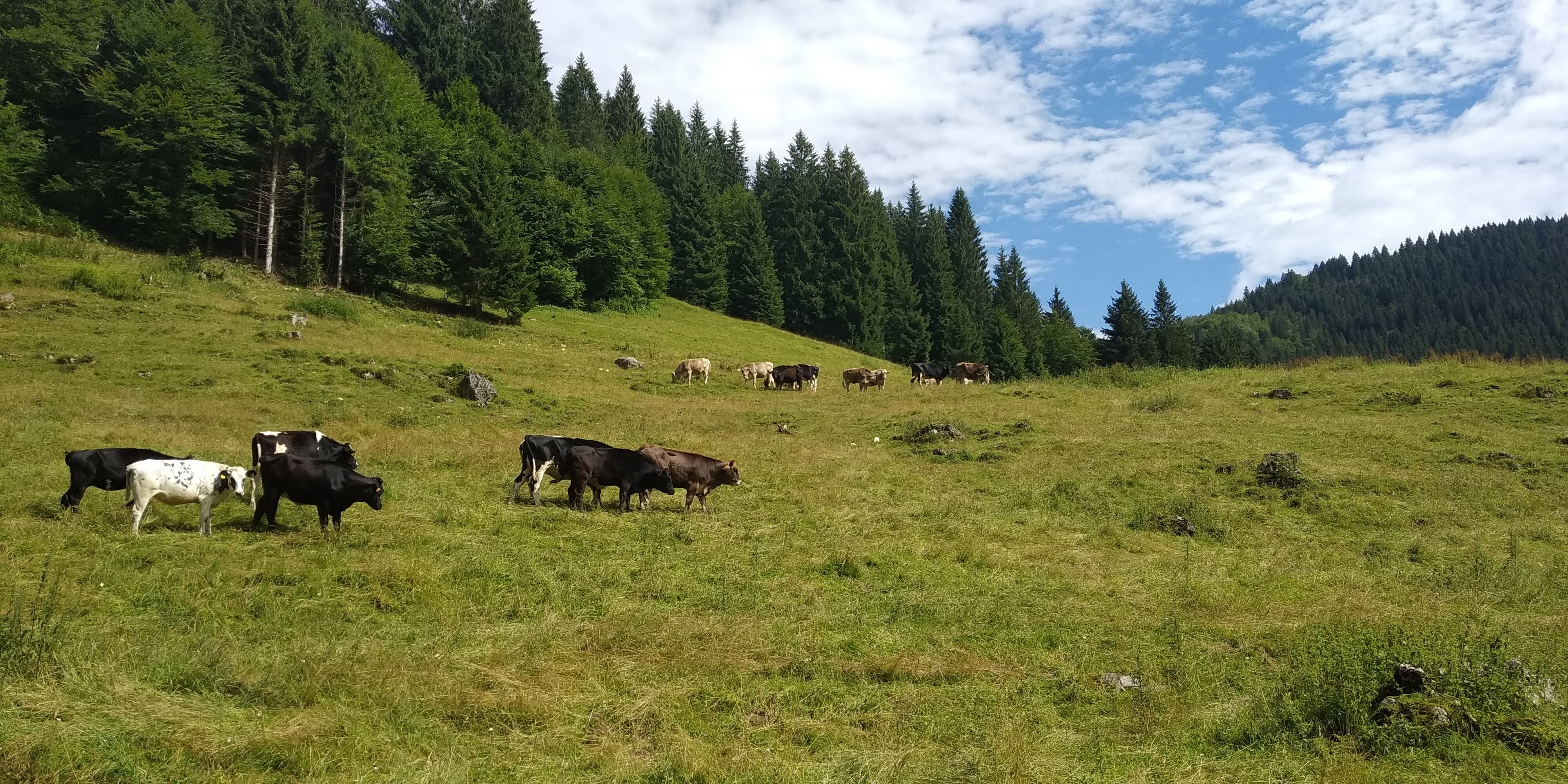 Fattoria acqua e fieno... e il pascolo alpino! Fattoria acqua e fieno... e il pascolo alpino!