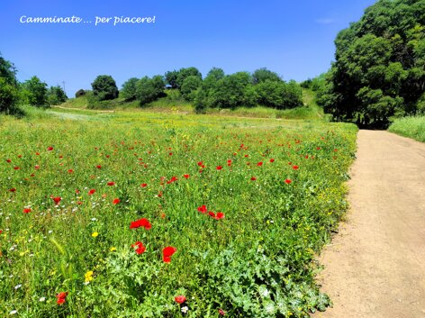 roma caffarella wf.jpeg