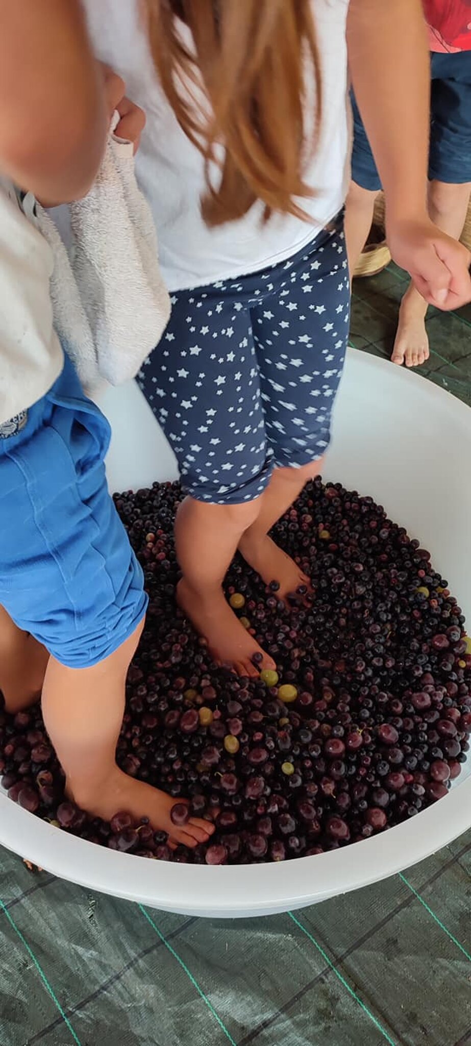 La Vendemmia
