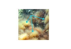 0d02f788e39d4437aa04692ff4cce0a43a58511d