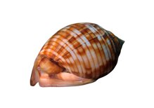 44ca3379619d7d0e8b41673336cc745deea79dcf