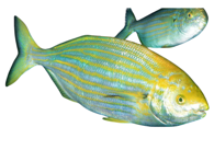 981f458e411eb530ca707c85a7b1b0f4d80be109 981f458e411eb530ca707c85a7b1b0f4d80be109