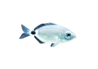 c4879ae4e4812e0f85c36ac08921c3f254332211 c4879ae4e4812e0f85c36ac08921c3f254332211